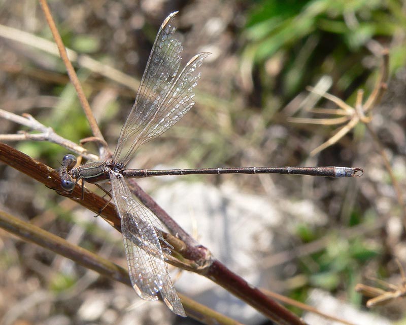 Qualche Lestes...e Chalcolestes